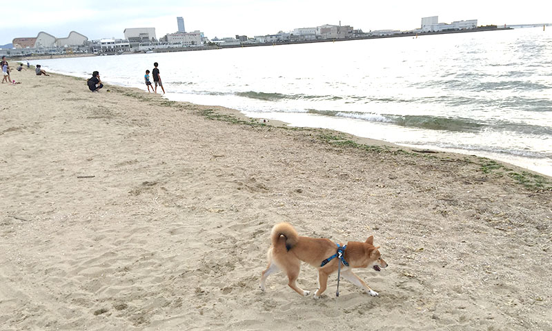 海を散歩する柴犬亜門