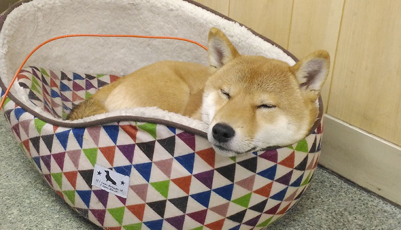 犬用ソファで熟睡する柴犬亜門