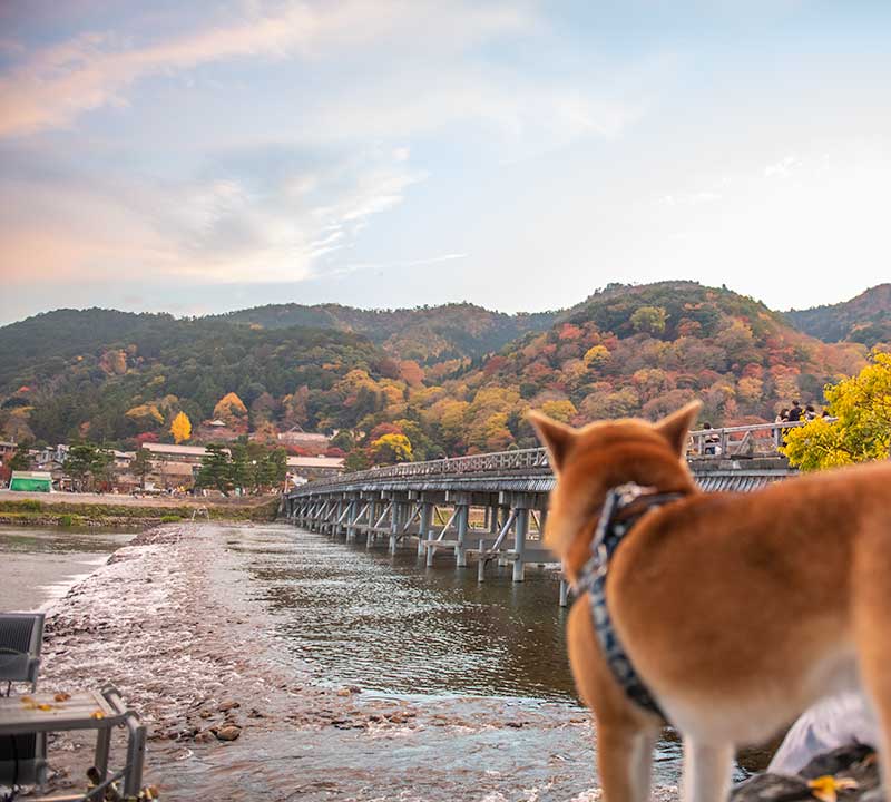 嵐山渡月橋と柴犬亜門さん