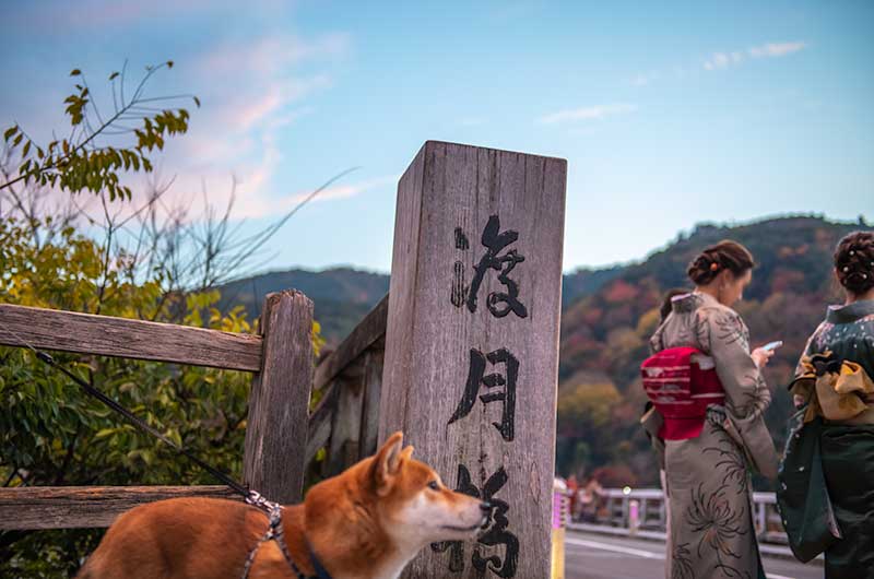 嵐山渡月橋で着物の女性を眺める柴犬亜門さん