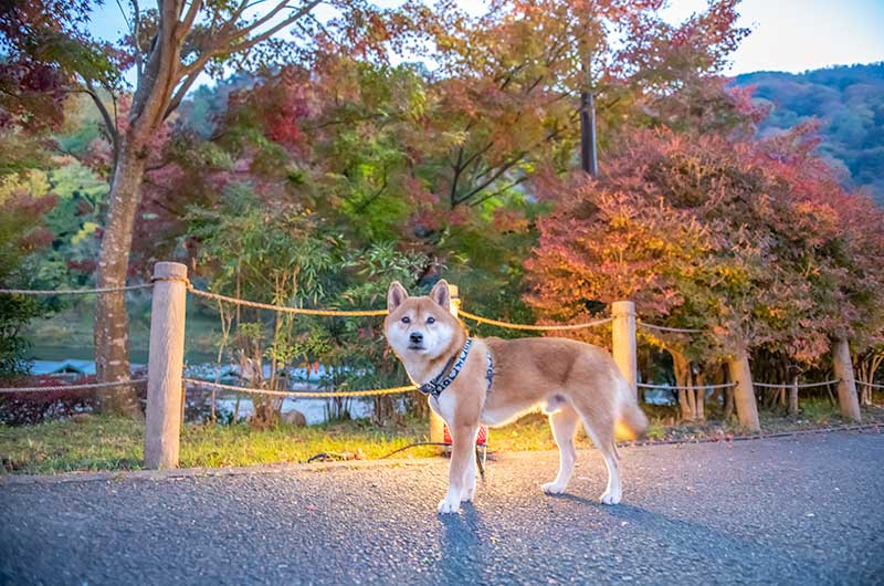 秋の夜間特別拝観を行っている宝厳院(ほうごんいん)の前にいる柴犬亜門さん