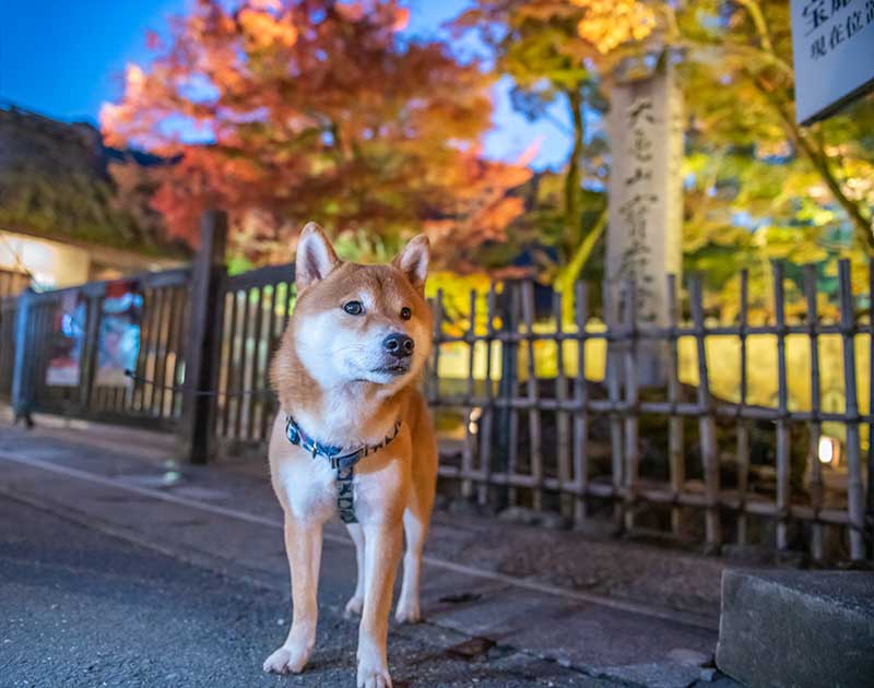 秋の夜間特別拝観を行っている宝厳院(ほうごんいん)の前にいる柴犬亜門さん