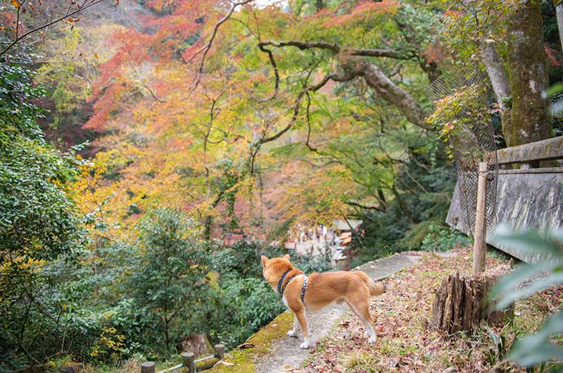 箕面大滝展望台の紅葉と柴犬亜門さん