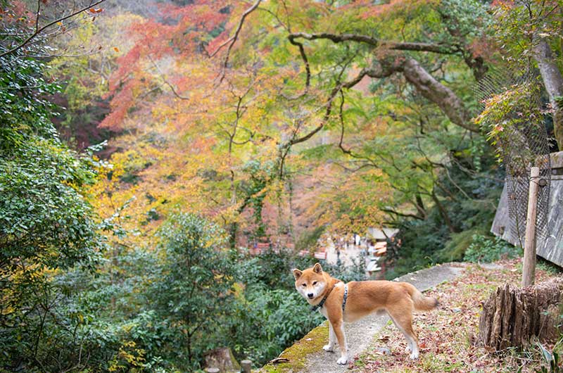 箕面大滝展望台の紅葉と柴犬亜門さん