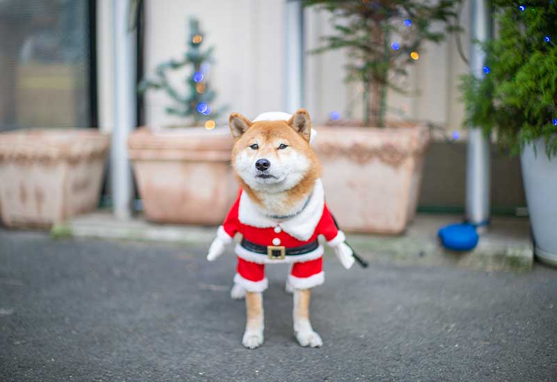 サンタの犬服を着た柴犬亜門さん