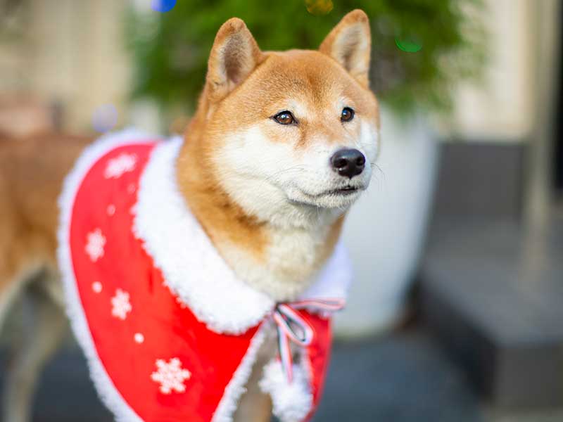 犬服　赤いクリスマスケープを羽織った柴犬亜門さん