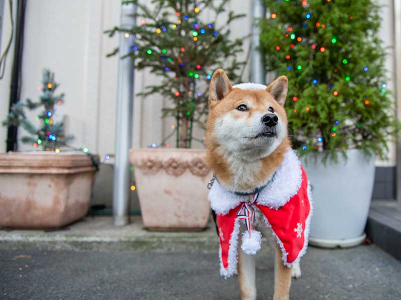 犬服　赤いクリスマスケープを着てサンタ帽子をかぶった柴犬亜門さん