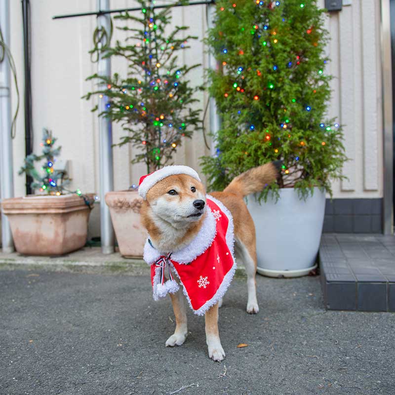 犬服　赤いクリスマスケープを着てサンタ帽子をかぶった柴犬亜門さん