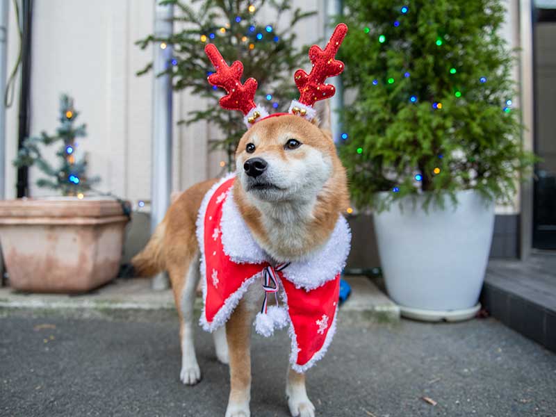 犬服　クリスマスケープを着てトナカイの角をつけた柴犬亜門さん