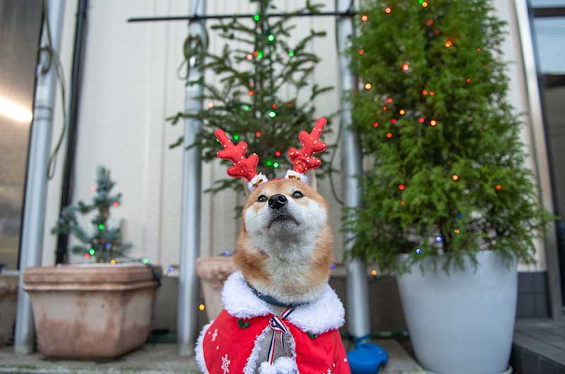 犬服　クリスマスケープを着てトナカイの角をつけた柴犬亜門さん