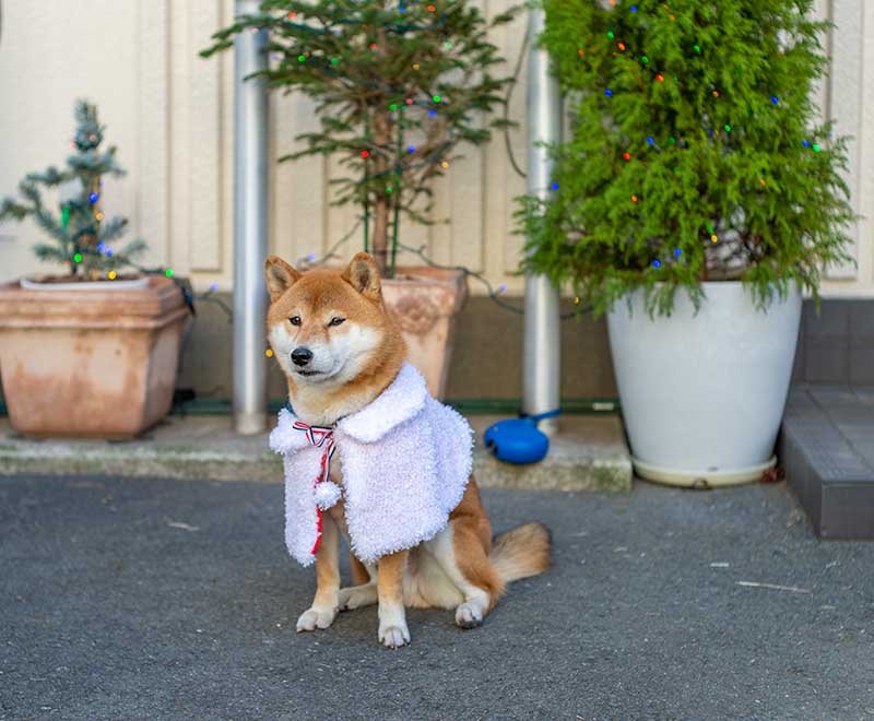 犬服　白いもこもこクリスマスケープを着た柴犬亜門さん