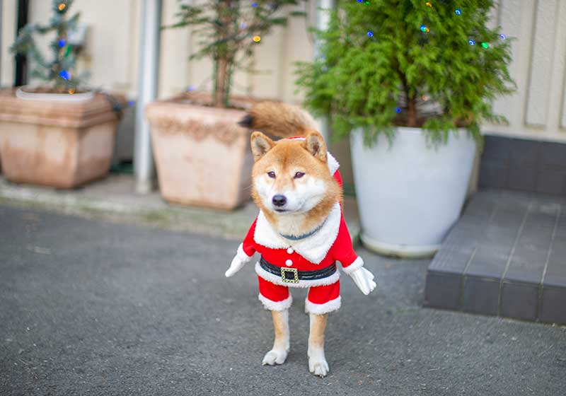 サンタの犬服を着た柴犬亜門さん
