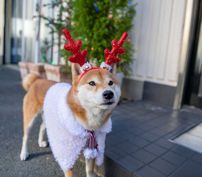 犬服　白いもこもこクリスマスケープを着てトナカイの角をつけた柴犬亜門さん