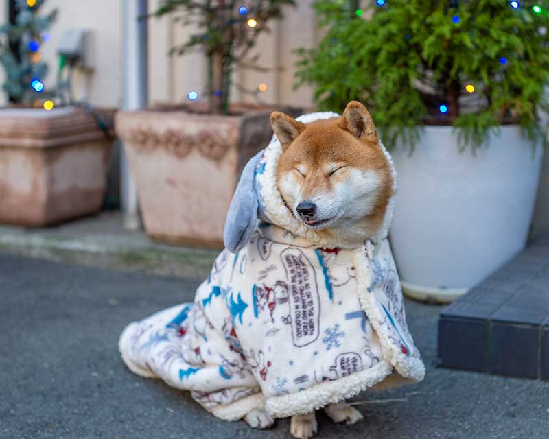 犬服　ペットパラダイス着る毛布スヌーピースケート柄を着た柴犬亜門さん