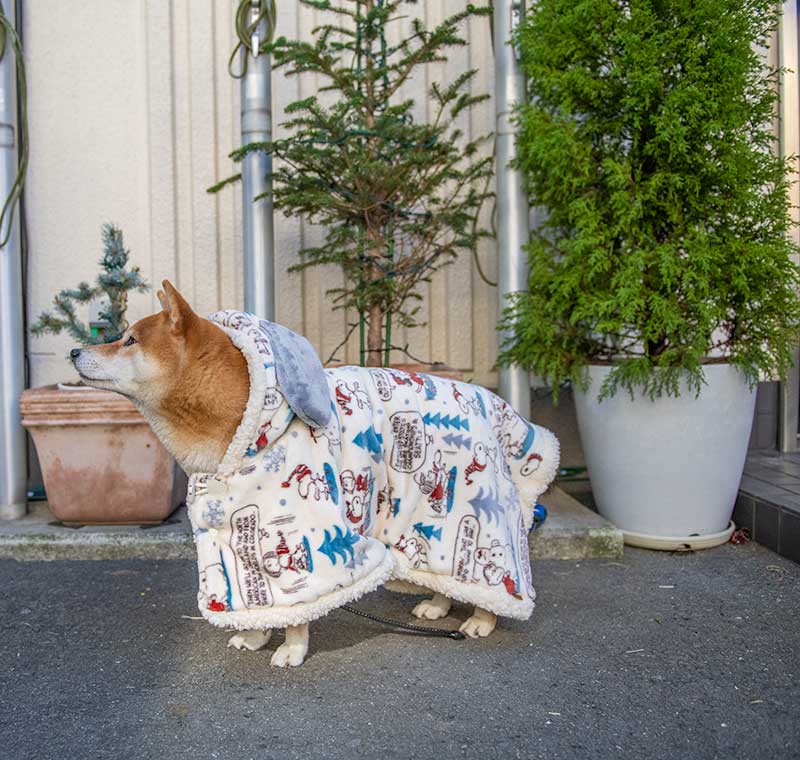 犬服　ペットパラダイス着る毛布スヌーピースケート柄を着た柴犬亜門さん