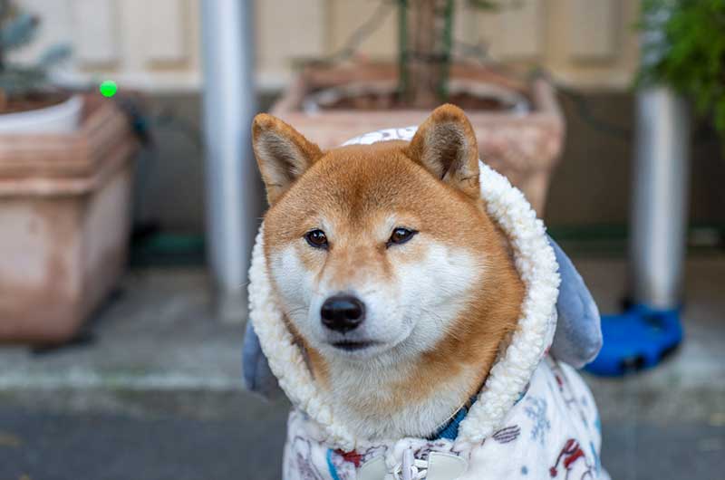 犬服　ペットパラダイス着る毛布スヌーピースケート柄をかぶった柴犬亜門さん