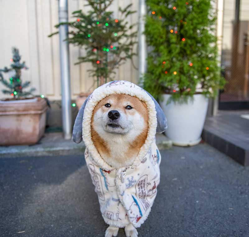 犬服　ペットパラダイス着る毛布スヌーピースケート柄をかぶり雪だるまになった柴犬亜門さん