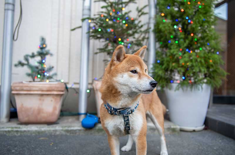 自社(ディテック)のクリスマスツリー(ゴールドクレスト、ウラジロモミ、ホプシー)と柴犬亜門さん