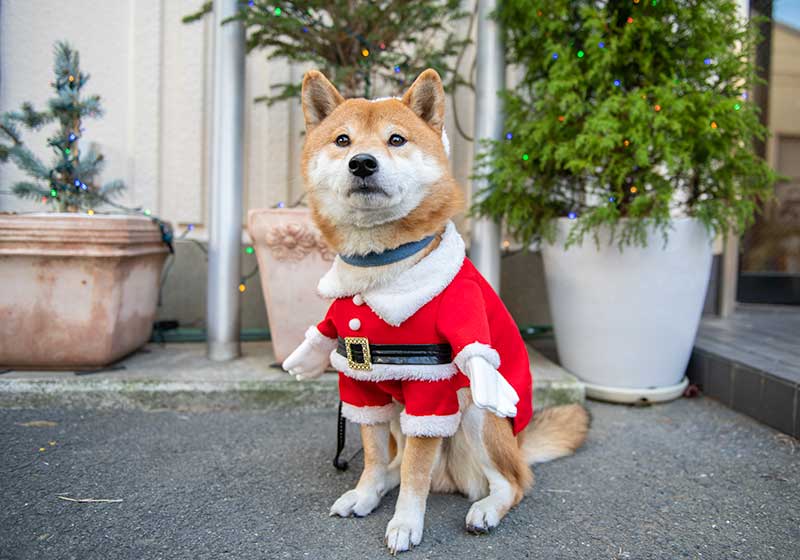 サンタクロースの衣装を着てお座りする柴犬亜門さん