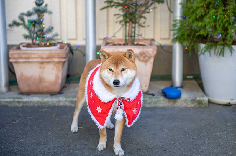 犬服　赤いクリスマスケープを着た柴犬亜門さん