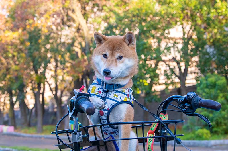 自転車のかごに乗っている柴犬亜門さん
