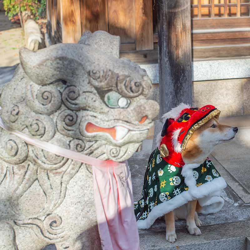 獅子舞の衣装を着た柴犬亜門さんと狛犬