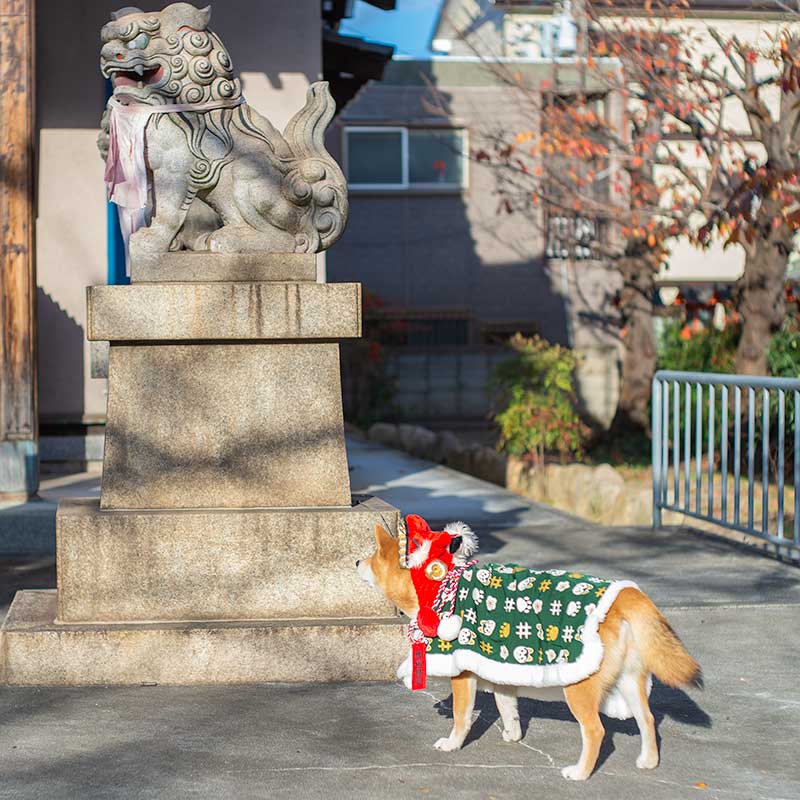 獅子舞の衣装を着た柴犬亜門さんと狛犬