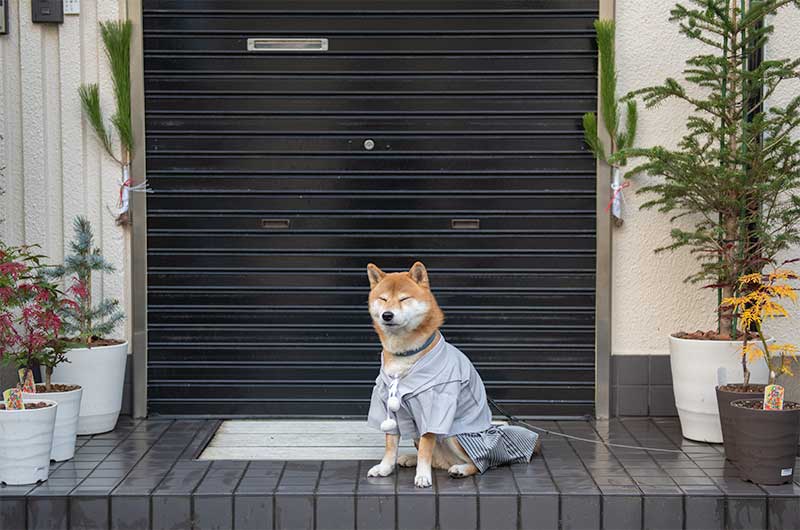 ディテック前で袴を着てオスワリする柴犬亜門さん