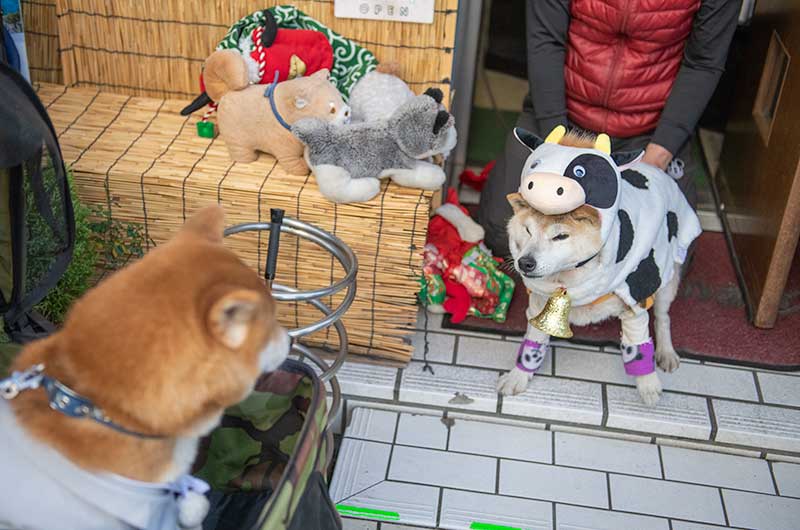 牛の衣装を着た柴犬太郎さんと袴を着た柴犬亜門さん