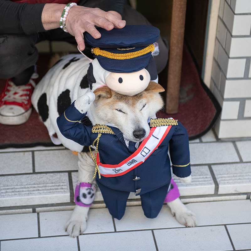 1日署長の制服を着た柴犬太郎さん