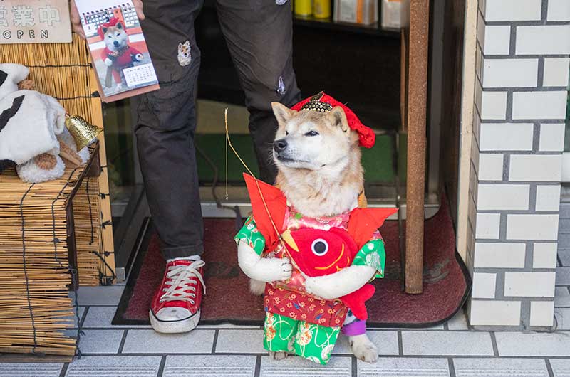恵比寿様の衣装を着た柴犬太郎さん