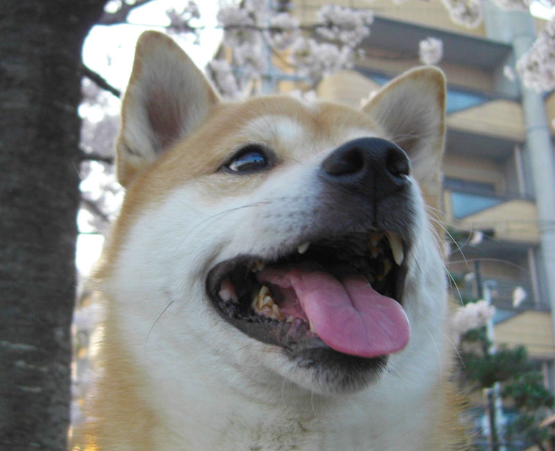 Shibainu's Tamon