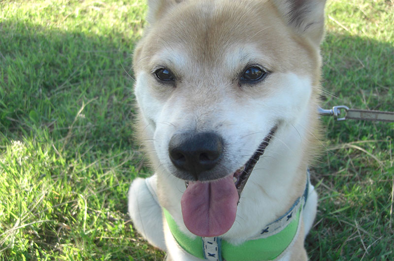 Shibainu's Tamon