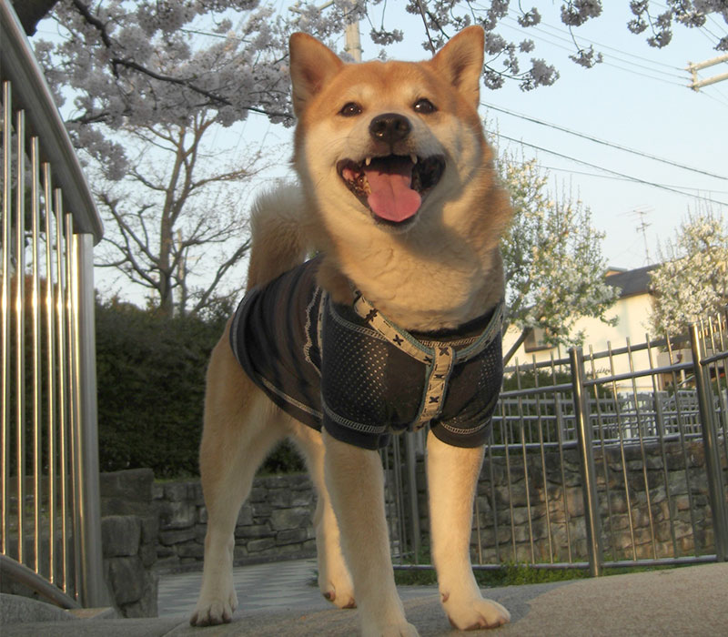 Shibainu's Tamon