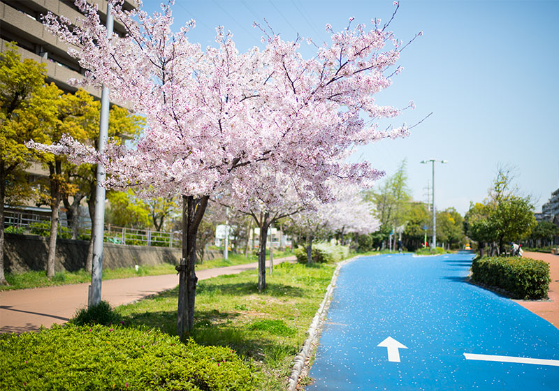 Ohno river promenade (ryokuin road) with cherry trees