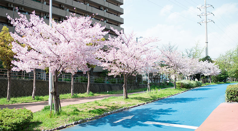Ohno river promenade (ryokuin road) with cherry trees