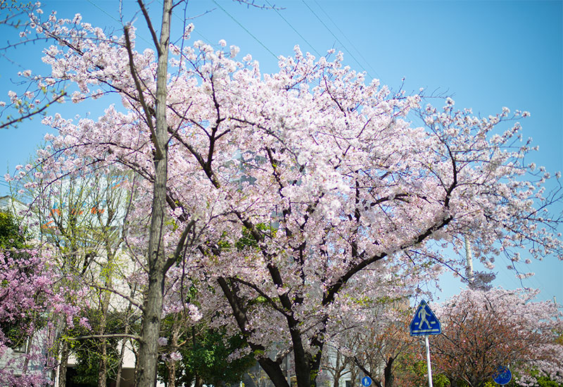 Ohno river promenade (ryokuin road) with cherry trees