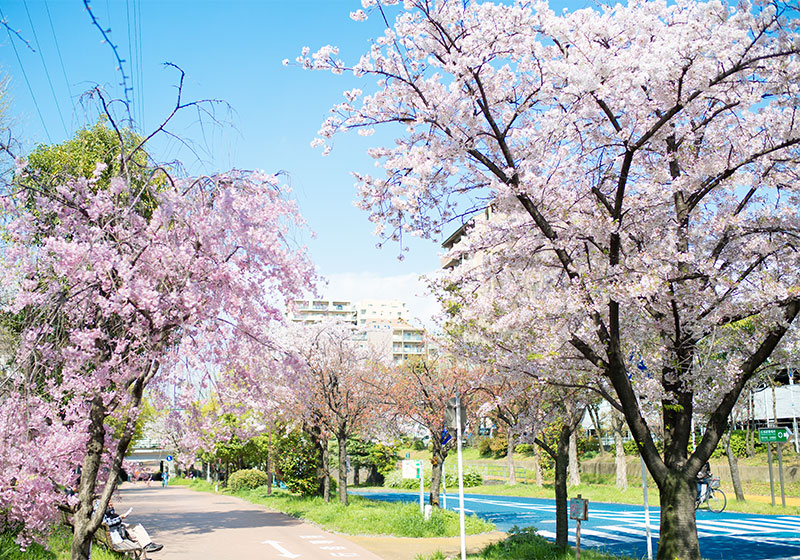 Ohno river promenade (ryokuin road) with cherry trees