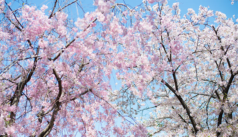 Ohno river promenade (ryokuin road) with cherry trees