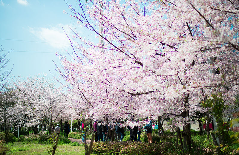 Ohno river promenade (ryokuin road) with cherry trees