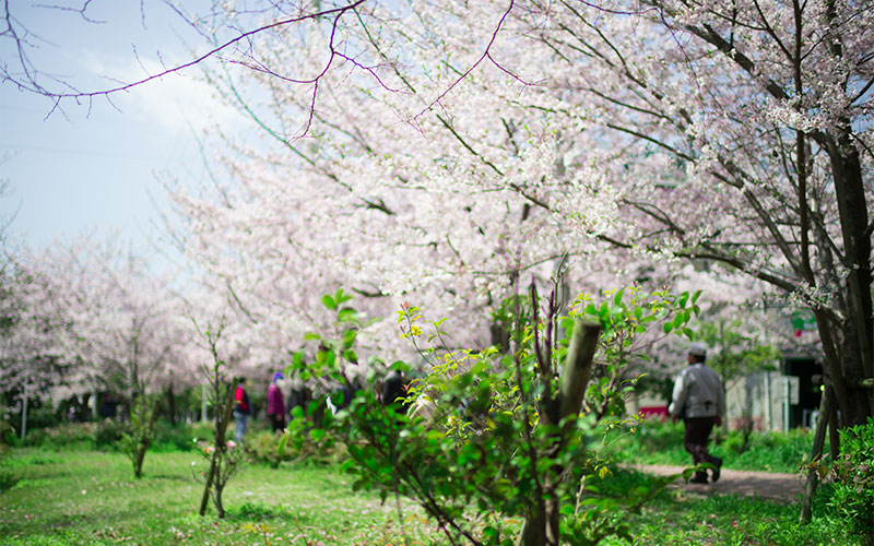 Ohno river promenade (ryokuin road) with cherry trees