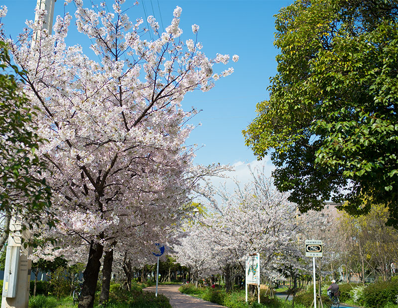 Ohno river promenade (ryokuin road) with cherry trees