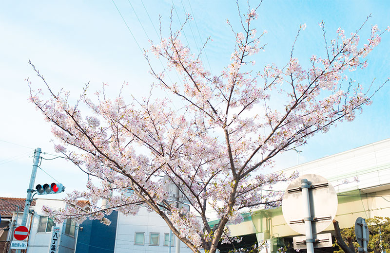 Ohno river promenade (ryokuin road) with cherry trees