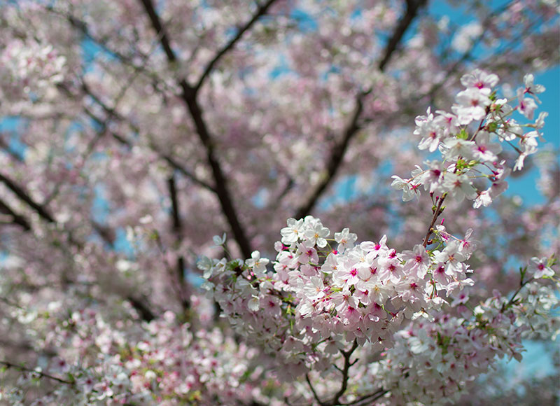 Ohno river promenade (ryokuin road) with cherry trees