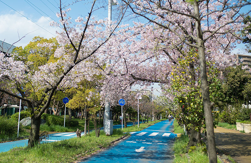 Ohno river promenade (ryokuin road) with cherry trees