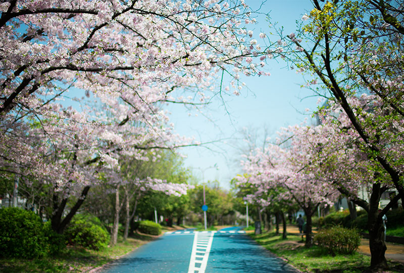 Ohno river promenade (ryokuin road) with cherry trees