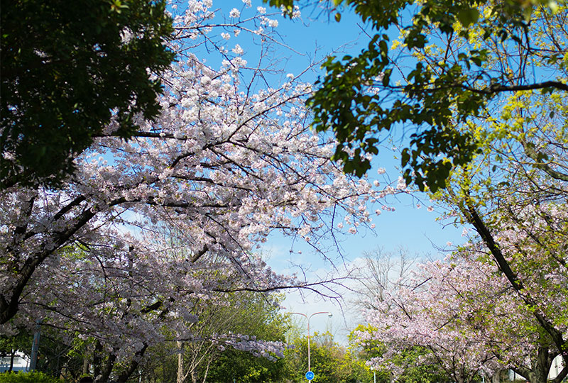 Ohno river promenade (ryokuin road) with cherry trees