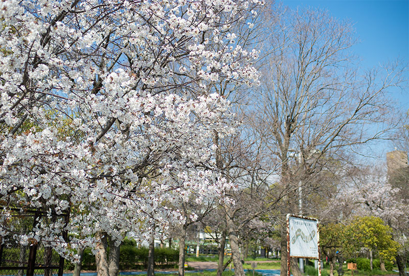 Ohno river promenade (ryokuin road) with cherry trees