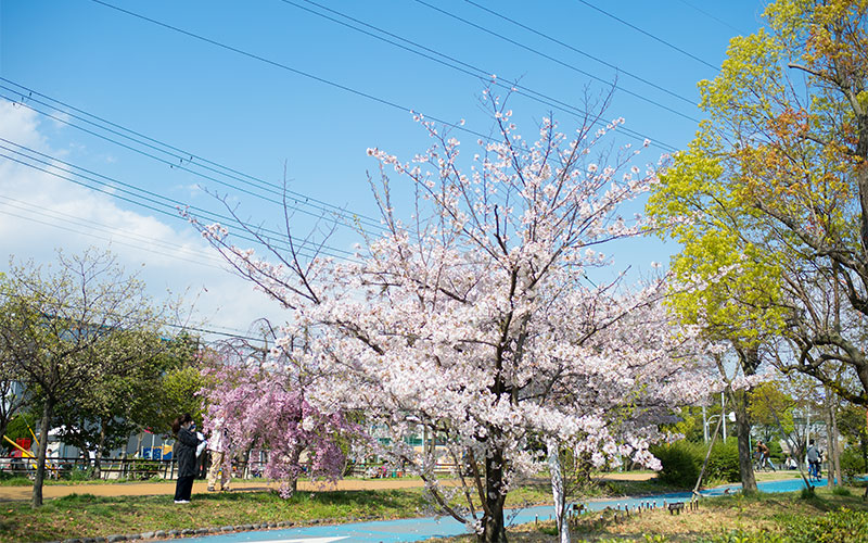 Ohno river promenade (ryokuin road) with cherry trees