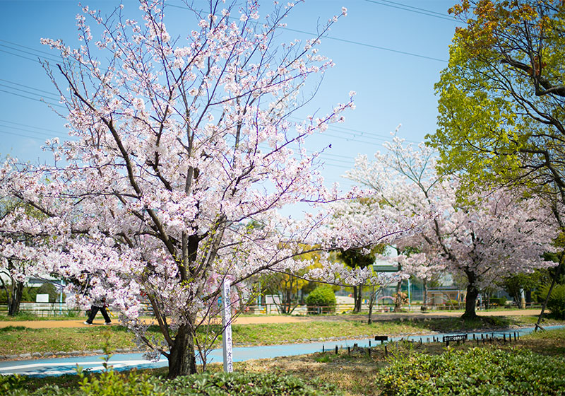 Ohno river promenade (ryokuin road) with cherry trees